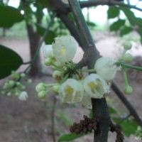 Garcinia spicata (Wight & Arn.) Hook.f.